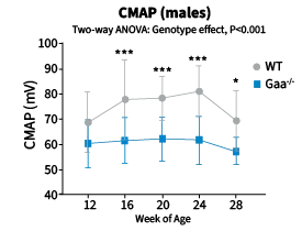 Pompe Model: B6;129-Gaa^tm1Rabn/J 004154 - CMAP amplitude (mV, mean ± SD) measured longitudinally from 12 to 28 weeks of age in wild-type (gray) and Gaa^tm1Rabn (blue) male mice. CMAP is consistently reduced in Gaa^tm1Rabn mice relative to wild-type controls across all timepoints in both sexes, consistent with progressive neuromuscular dysfunction.