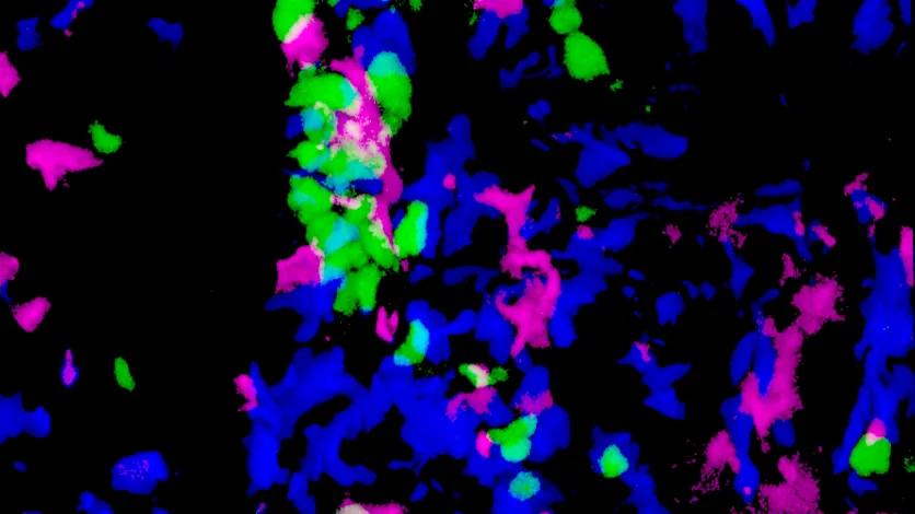 ‘A balancing act:’ the same immune cells hinder and protect tissue ...