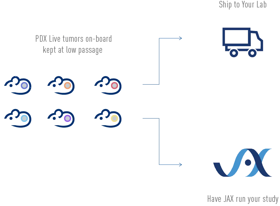 PDX Live™ - Models & Efficacy Studies On Demand