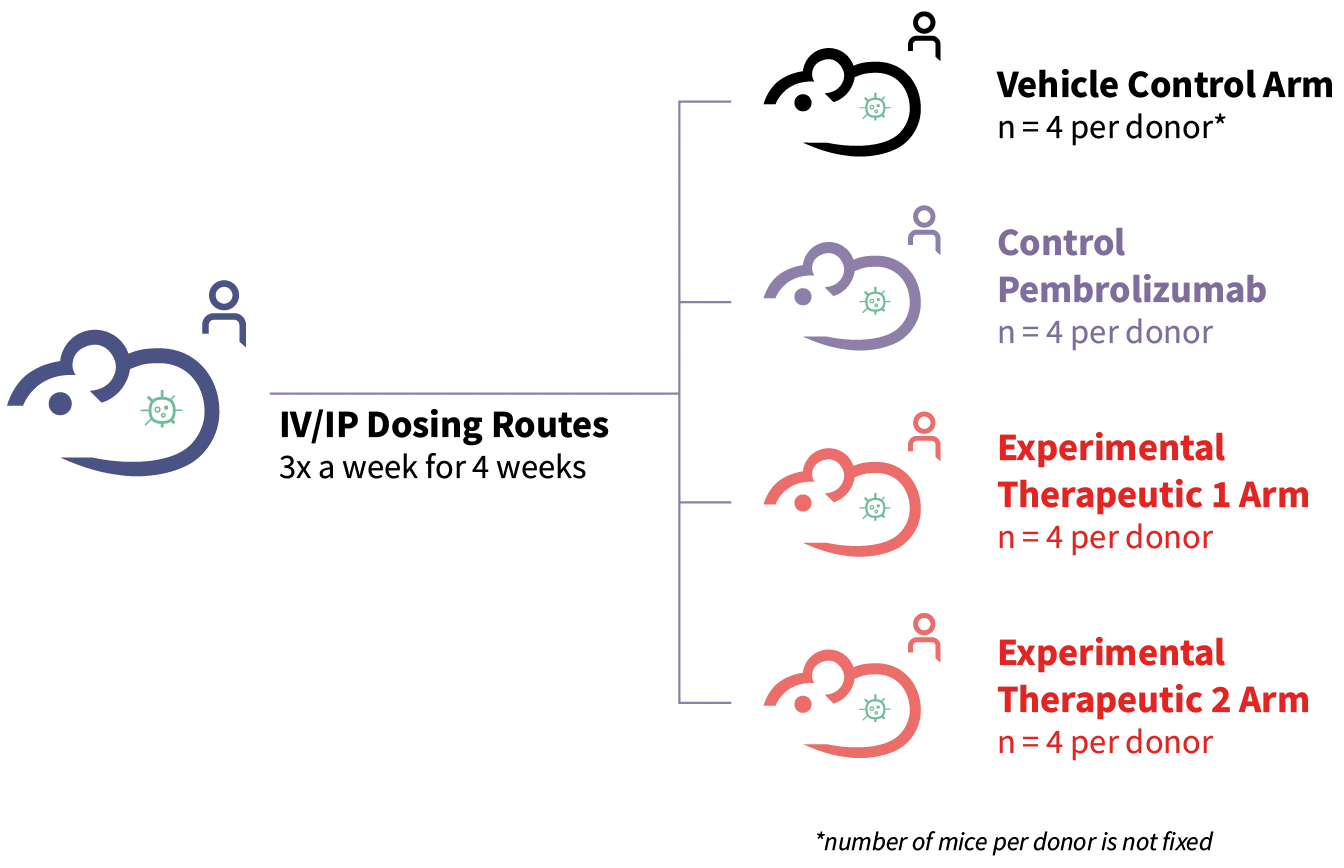 Example Onco-Hu® Study Design with JAX Humanized Mice
