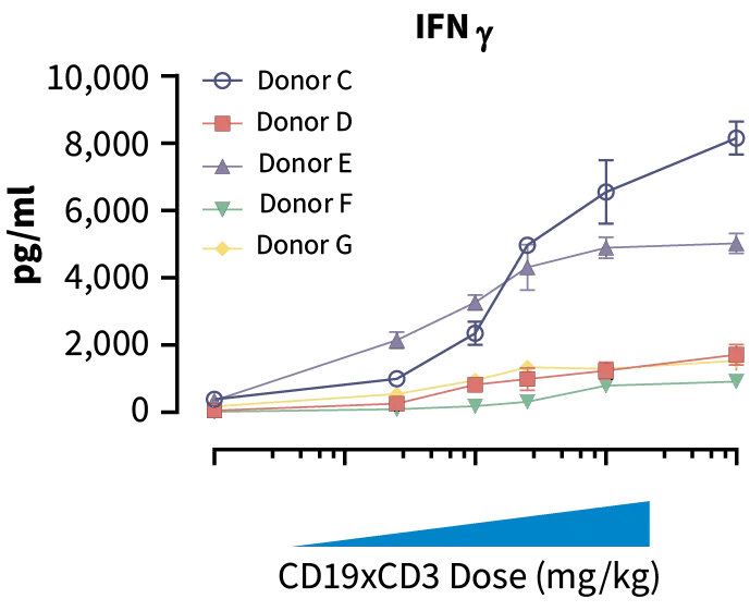 JAX PBMC Humanized Mice - IFN Graph - Increased dose of CD19xCD3 bispecific increased human cytokine concentration in blood. Donors C & E showed more elevated cytokine release than donors D, F, & G indicating high toxicity potential.