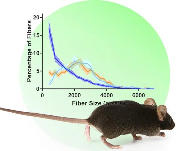 The Jackson Laboratory - Muscular Dystrophy Models and Efficacy Studies
