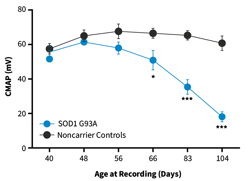 Compound Muscle Action Potential (CMAP) - SOD1-G93A mice show decreased CMAP amplitude compared to non-carrier controls as they age, indicating progressive muscle denervation and motor neuron degeneration