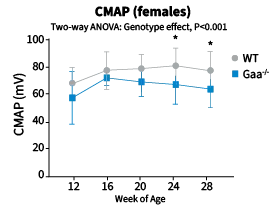 Pompe Model: B6;129-Gaa^tm1Rabn/J 004154 - CMAP amplitude (mV, mean ± SD) measured longitudinally from 12 to 28 weeks of age in wild-type (gray) and Gaa^tm1Rabn (blue) female mice. CMAP is consistently reduced in Gaa^tm1Rabn mice relative to wild-type controls across all timepoints in both sexes, consistent with progressive neuromuscular dysfunction.