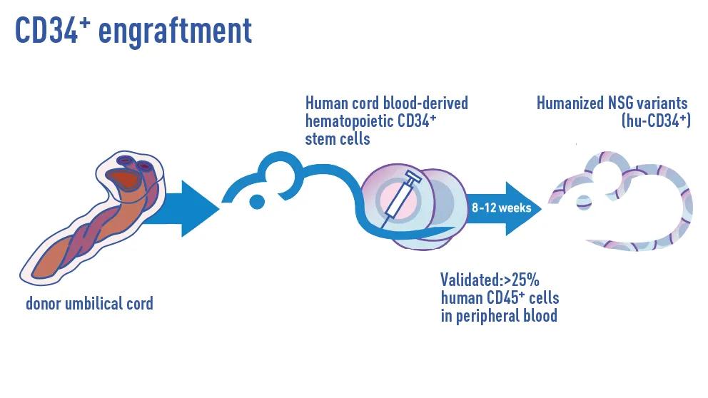 The Jackson Laboratory - CD34+ Engraftment - Humanized Mice