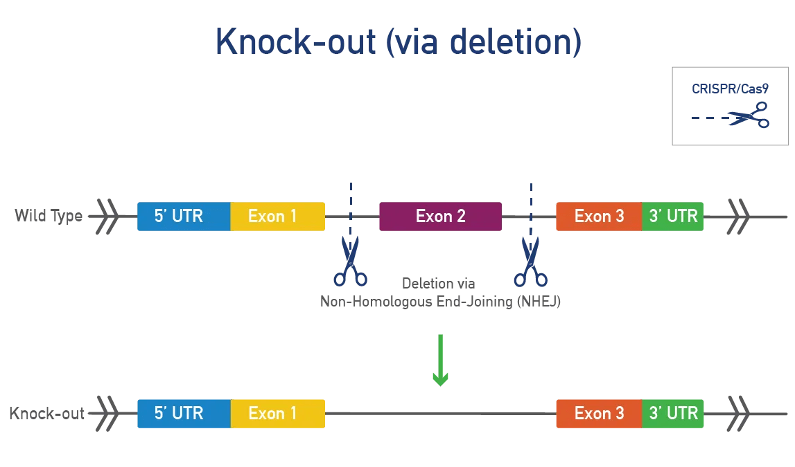 Knock-out (via deletion)