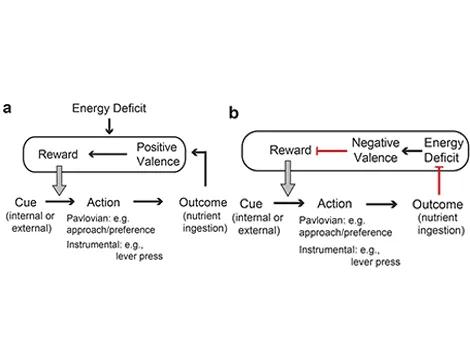 neural manipulation flow chart