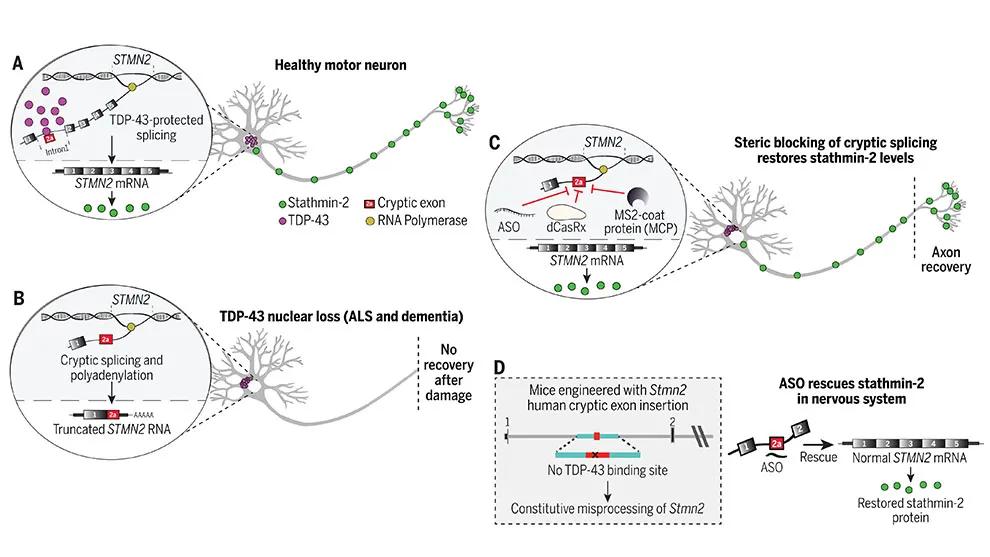 Investigating TDP-43 and its regulation of stathmin-2