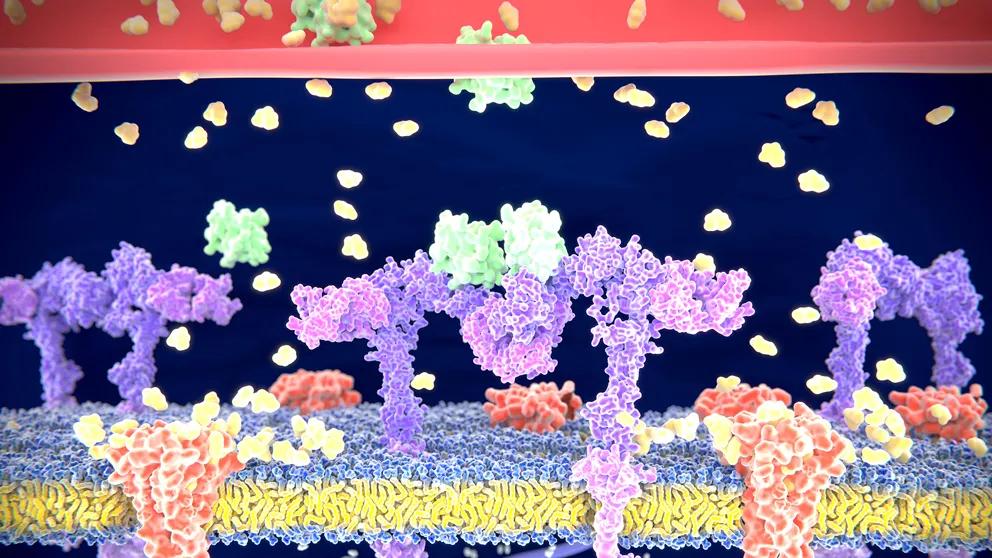 A 3D rending of insulin binding to insulin receptors. Credit: The Jackson Laboratory