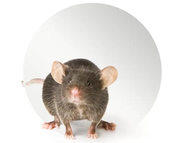 The Jackson Laboratory - Models for Preclinical Parkinson's Disease Research