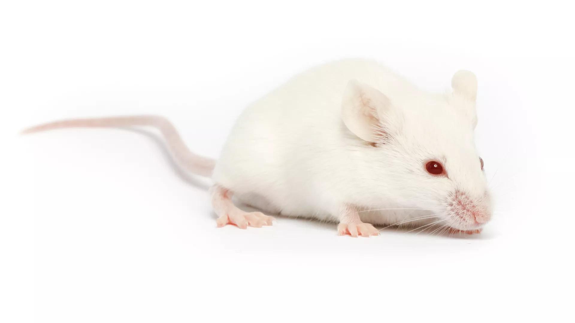 NSG-SGM3-IL15-MHC I/II DKO Mouse - The Jackson Laboratory