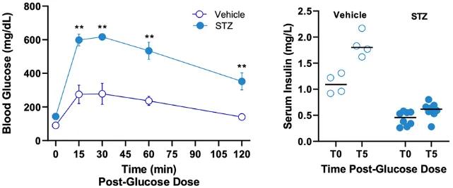 Figure 2. STZ induces Type 1 Diabetes in C57BL/6J male mice