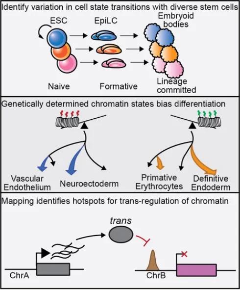 Cellular systems genetics approaches to understanding regulatory variation