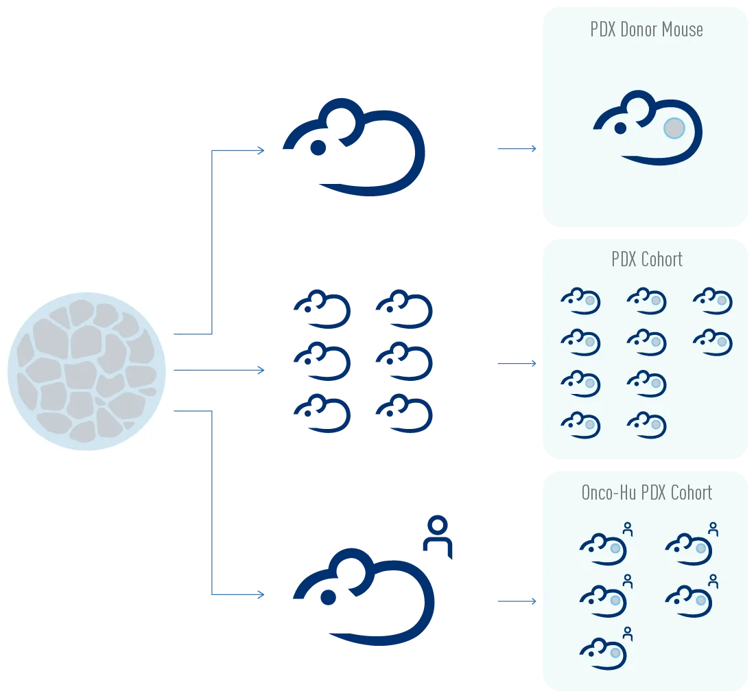 PDX Models Engrafted On JAX Mice® - Straight To Your Lab