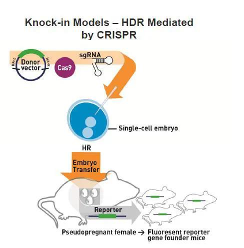 knock-in models - HDR mediated by CRISPR