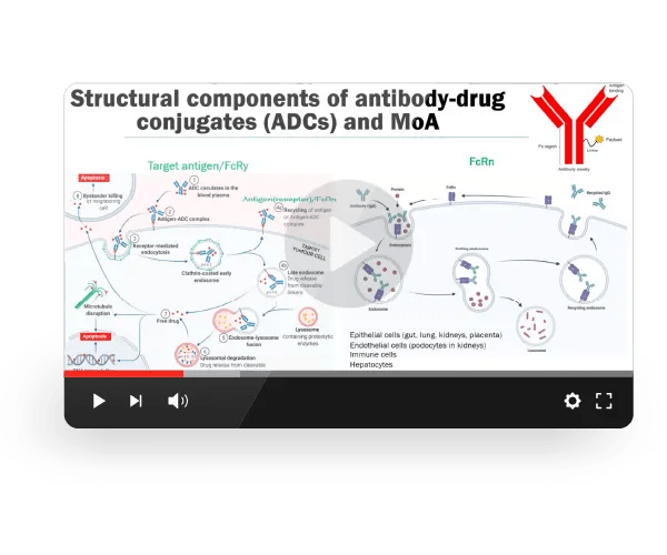 JAX Webinar - Advanced In Vitro & In Vivo Strategies for the Evaluation of Antibody-Drug Conjugates for Oncology