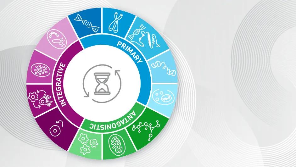 The Hallmarks of Aging &ndash; Key Mechanisms and Models in Neurobiology