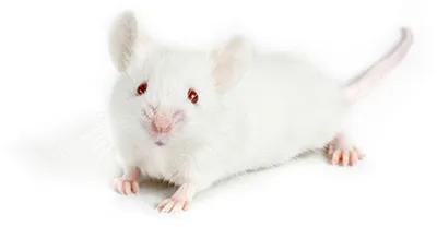 The Jackson Laboratory - Efficacy Studies with Humanized Mice