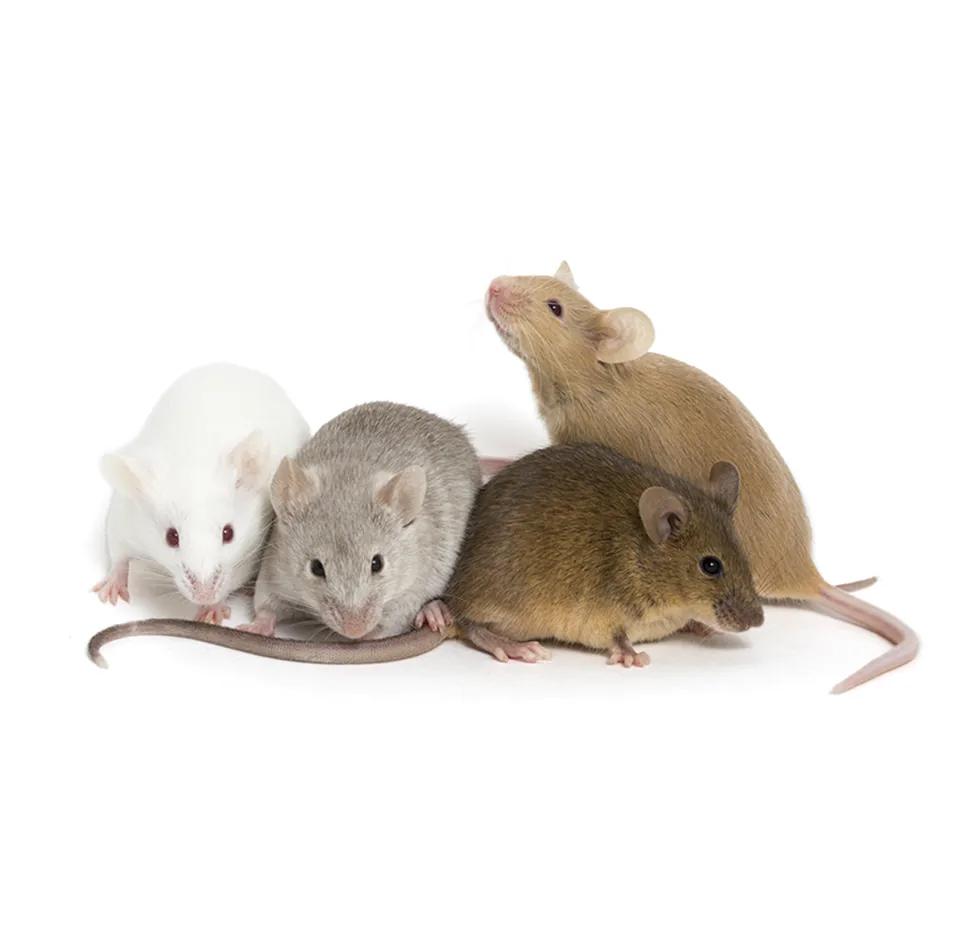 JAX Gold Standard - Maintaining the Highest Animal Care and Health Standards