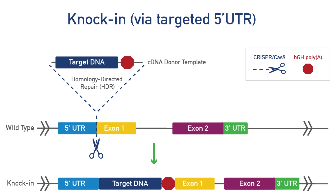 Knock-in (via targeted 5'UTR)