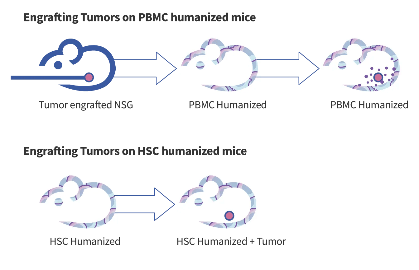 Engrafting Tumors on PBMC & HSC humanized mice