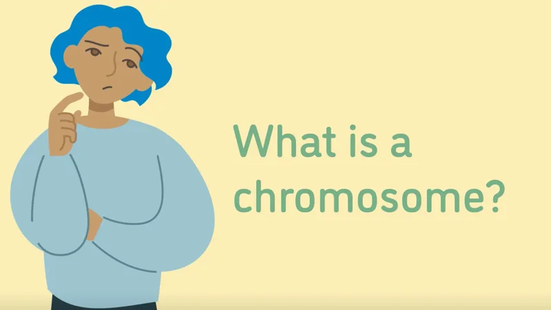 What is a Chromosome?