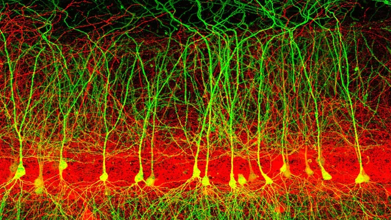 Brain cells drive endurance gains after exercise - Tile Group