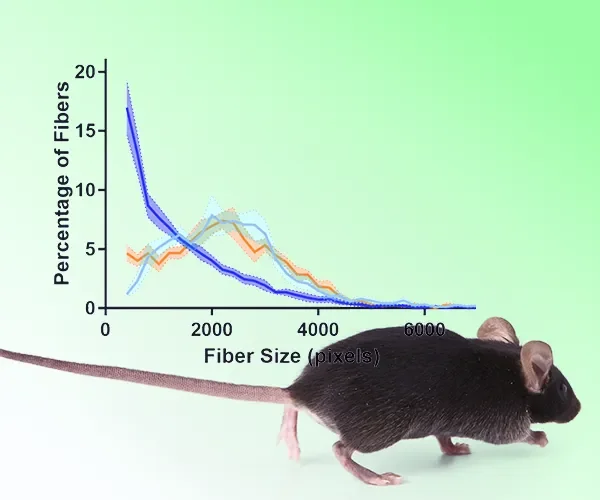 Muscular Dystrophy Models & Studies