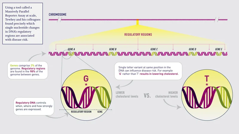 Scientists sharpen genetic maps to help pinpoint DNA changes that influence human health traits and disease risk - Page Tile