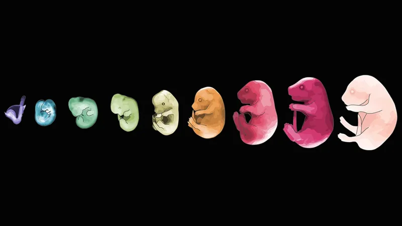 A landmark study maps the precise orchestration of prenatal development