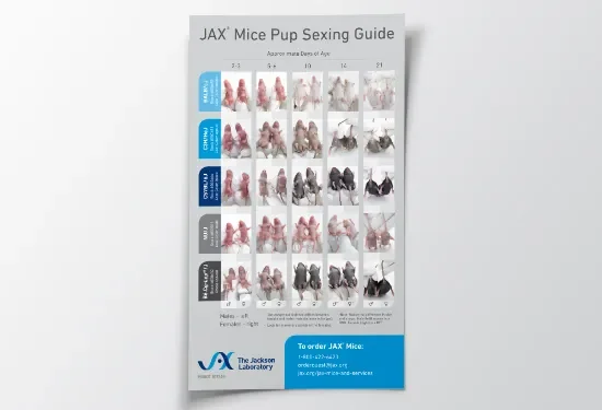 JAX® Mice Pups Sexing Guide image