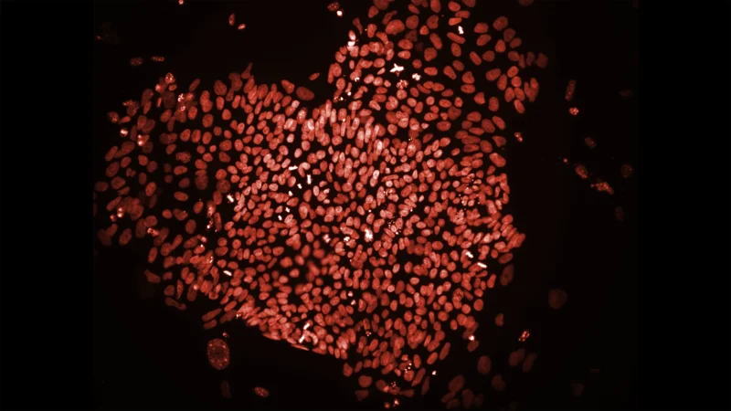 JAX Homepage - Page Tile 1 - JAX receives an up to $30M contract award to revolutionize drug safety testing with AI-powered “virtual hearts”