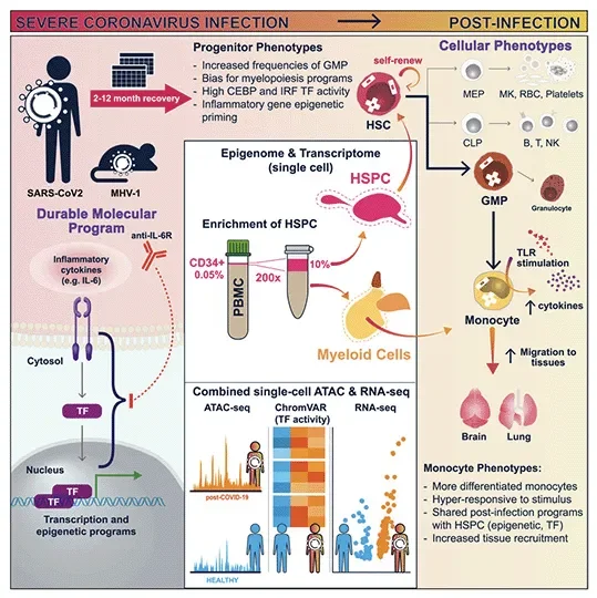 Severe COVID-19 can alter long-term immune system response