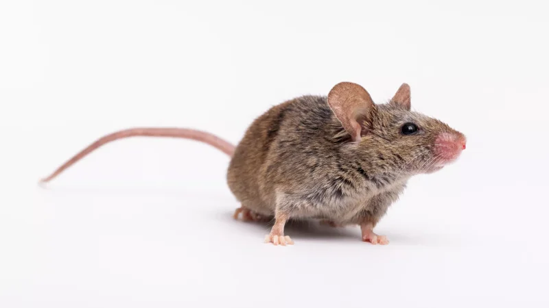 Animal & phenotyping core