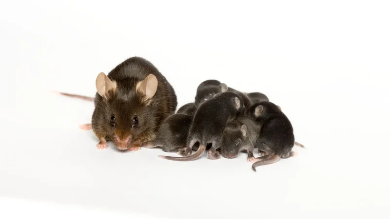 Media Releases - In mice, fertility treatments linked to higher mutations than natural conceptions - Page Tile