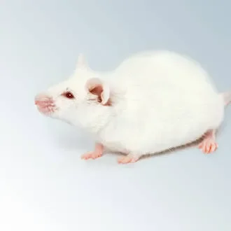 Nomenclature for Mouse Strains - Tile 2