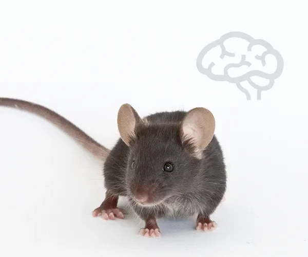 Neurobiology Models