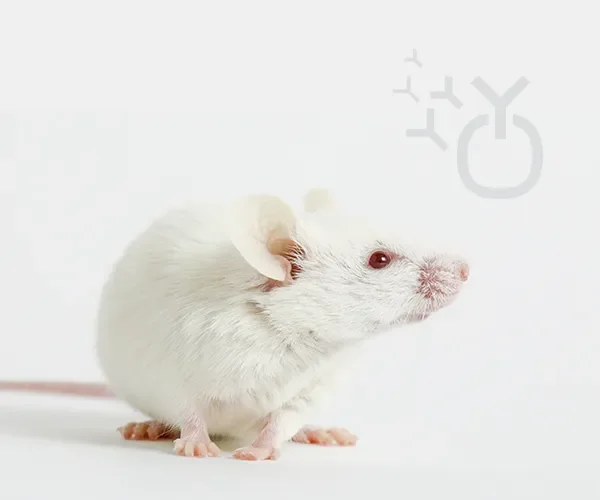 Autoimmune & Immunology Models
