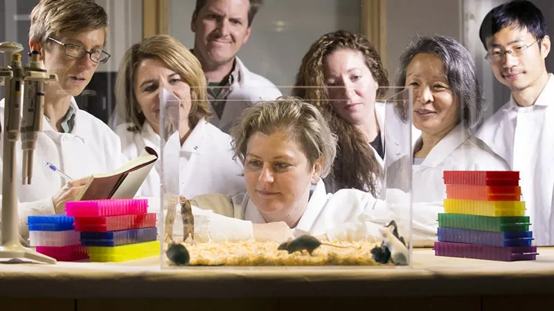 Rethinking the mouse model in drug development