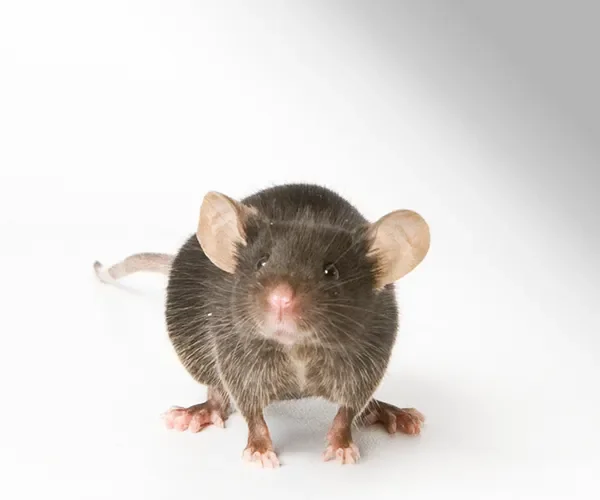 Parkinson’s Disease Models