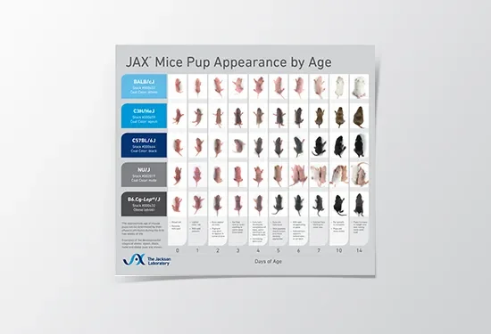 JAX® Mice Pups Appearance by Age image