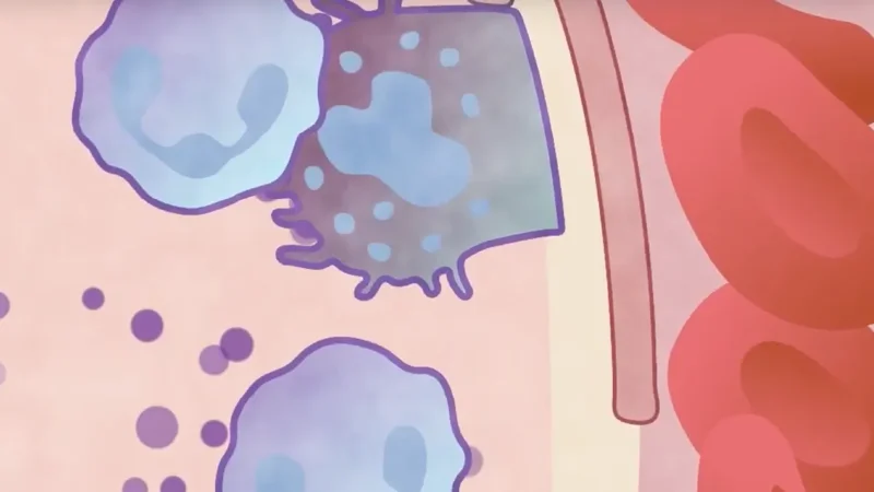 Graft Versus Host Disease (GvHD) Efficacy Studies - Page Tile