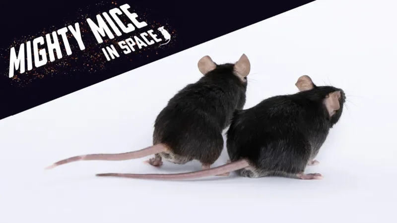 Mighty Mice in Space