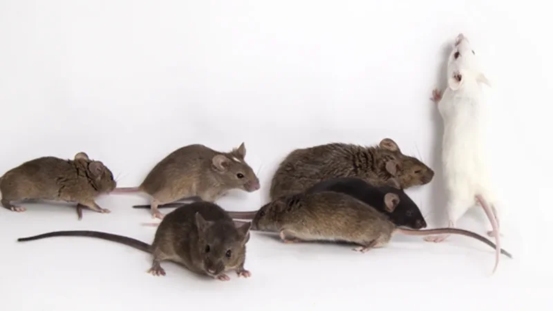 CAST mouse model: A crucial tool for future Covid-19 outbreaks