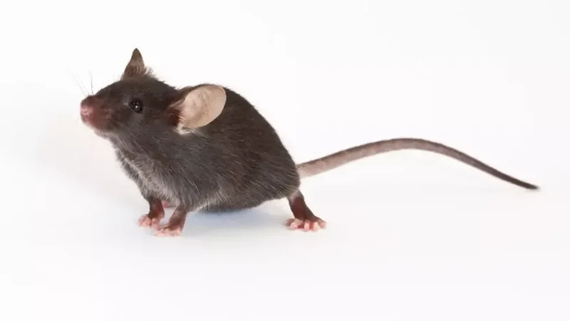 Benefits to Ordering Lab Mice from JAX