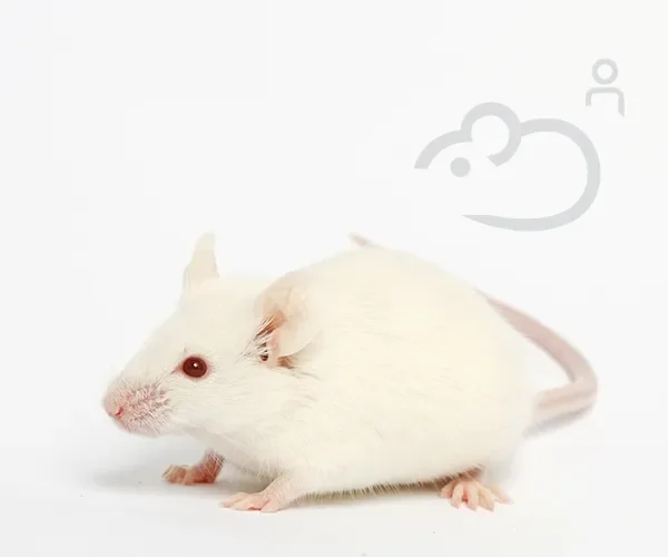 Cell Humanized Mice