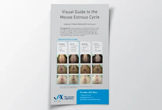 Visual Guide to the Mouse Estrous Cycle image