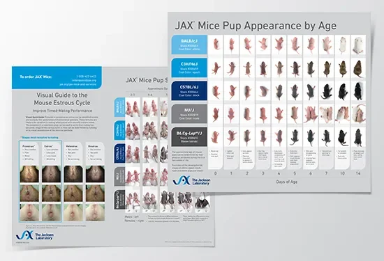 JAX® Pup Appearance, Sexing, and Estrous Cycle image
