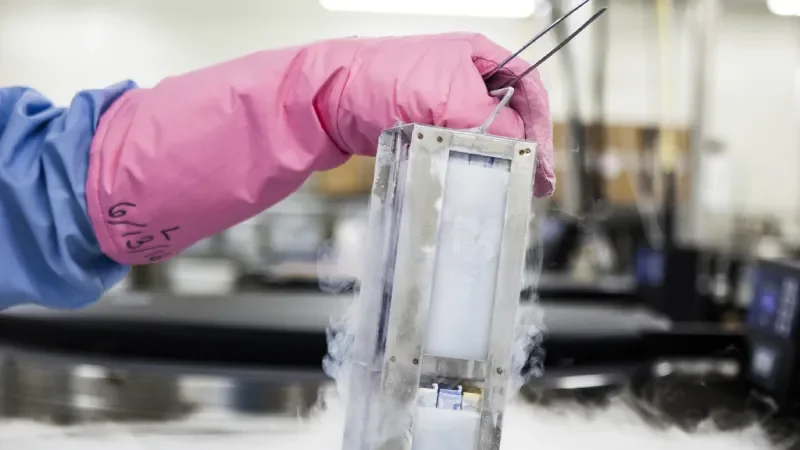 Mouse Embryos - Page Tile