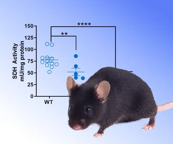 Friedreich's Ataxia Models & Studies